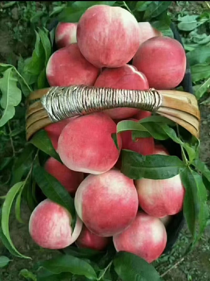 秦安蜜桃