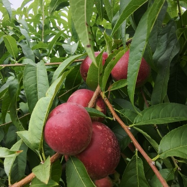 贵州黔东南施秉县珍珠枣油桃