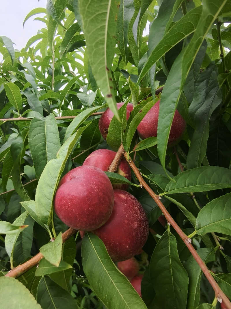 贵州黔东南施秉县珍珠枣油桃