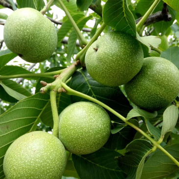 绿皮核桃，自家种的，大约1.5吨