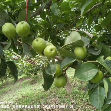 库尔勒香梨，玉露香梨