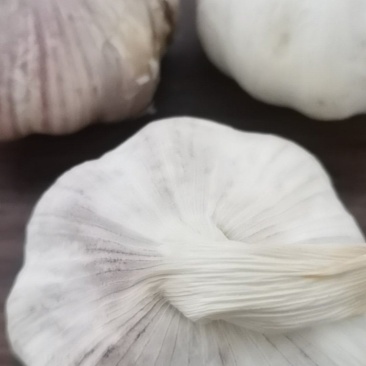 周口淮阳大蒜