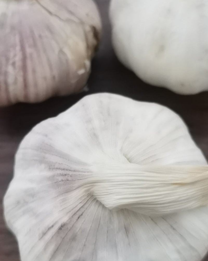 周口淮阳大蒜