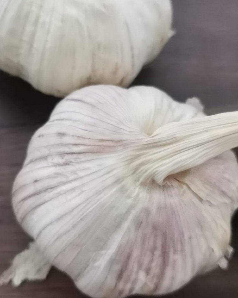 周口淮阳大蒜