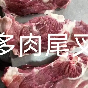 多肉尾叉骨品质保证大量供应可视频看货欢迎来电咨询