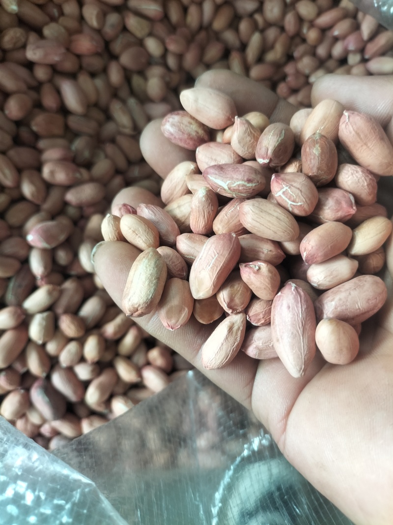 河南精品大花生米，长年供货，可供超市，电商，市场