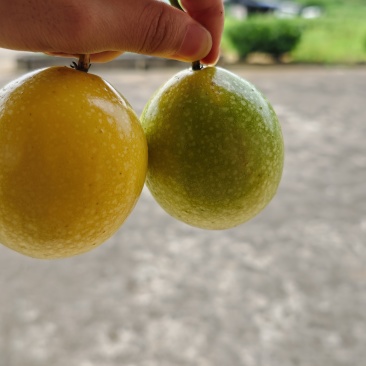 黄金百香果