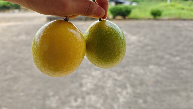 黄金百香果