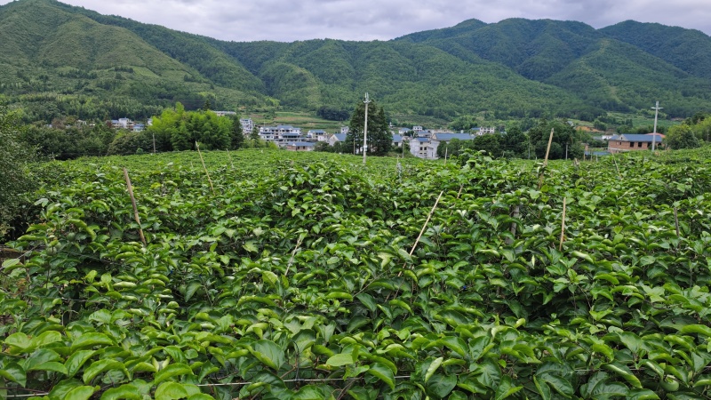 黄金百香果
