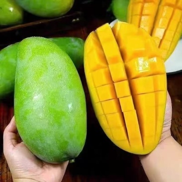 西双版纳大青芒