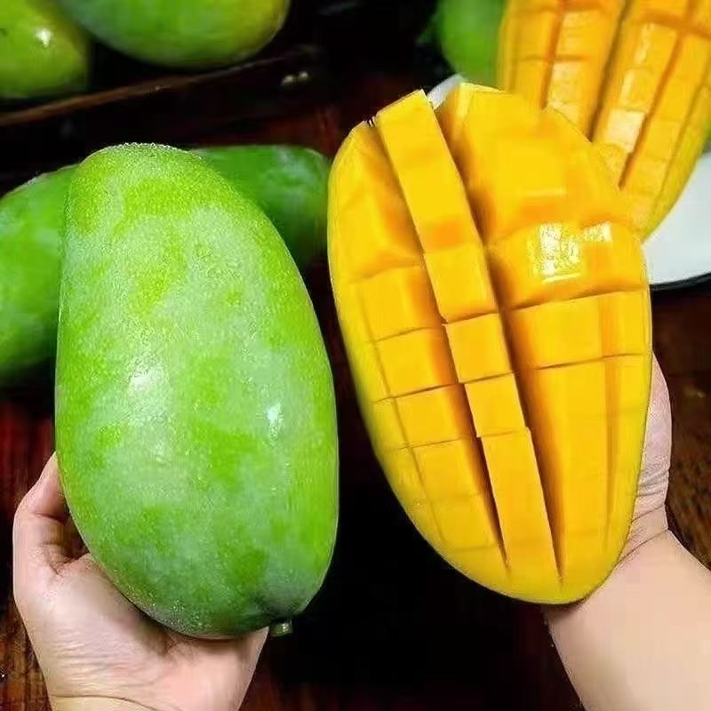西双版纳大青芒