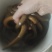 黄鳝