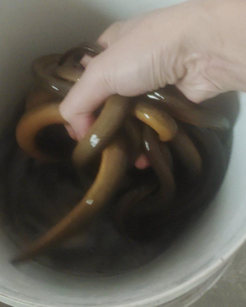 黄鳝