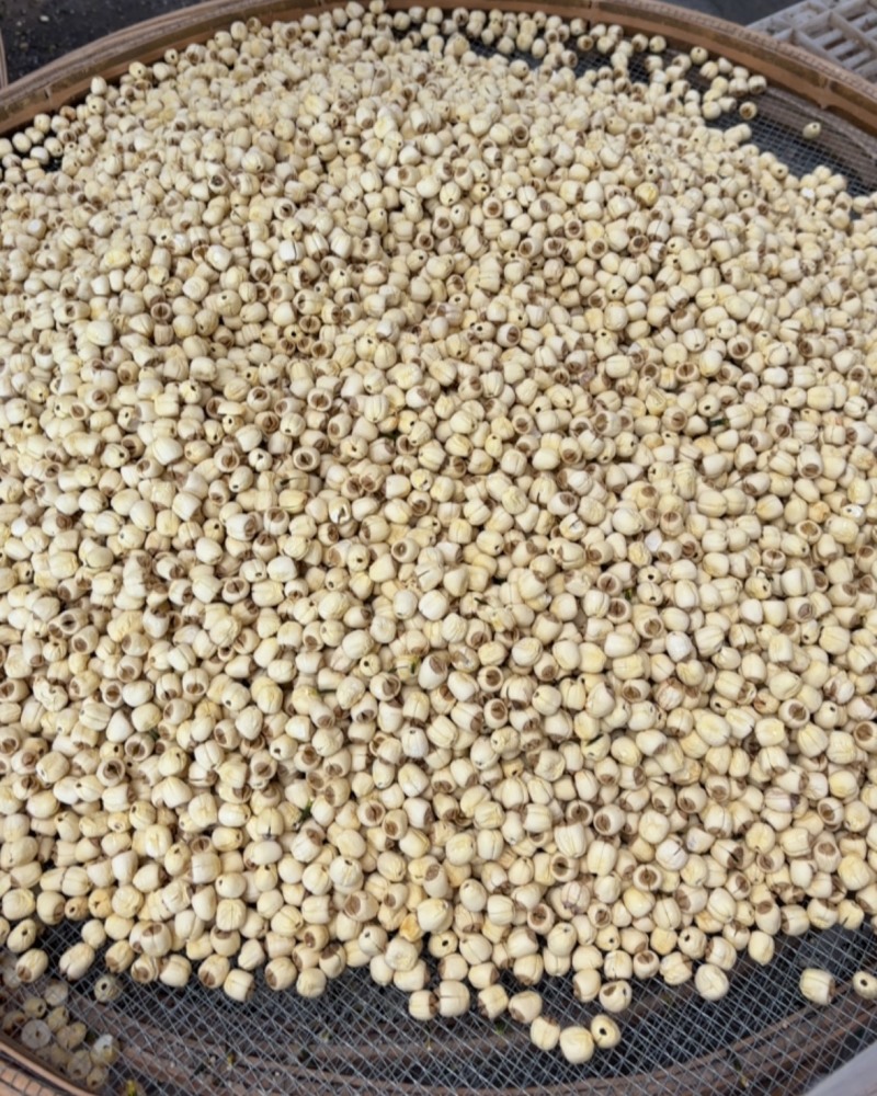 干莲子