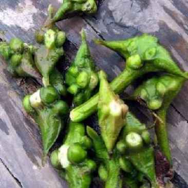 有大量菱角。出卖
