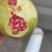 会理突尼斯软籽石榴小彩果