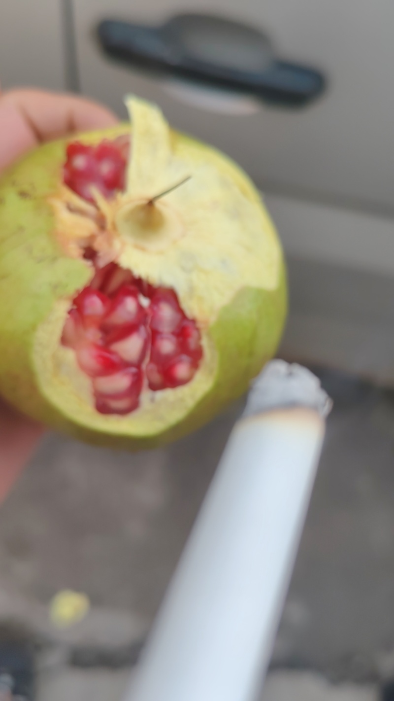 会理突尼斯软籽石榴小彩果