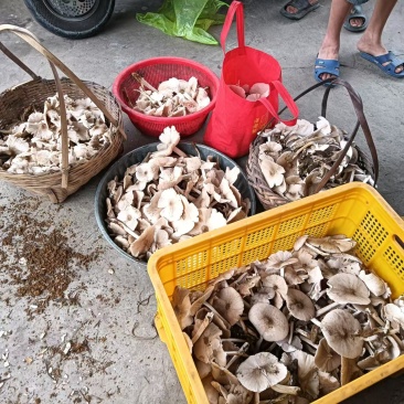 担担菌
