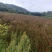 贵州野生香蒲椿