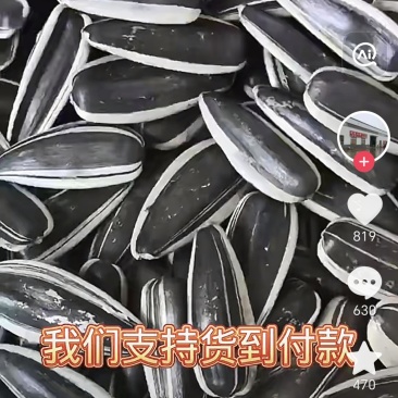 内蒙葵花籽