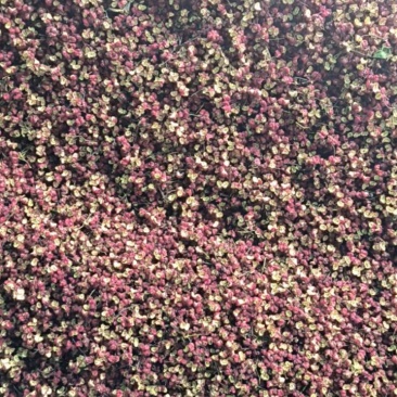 陇南花椒