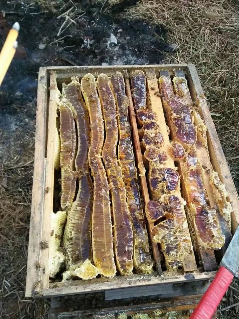 贵州深山土蜂蜜，一年只取蜜一次，数量不多，欢迎品尝