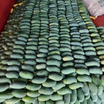 有金煌芒，台农芒，桂七芒