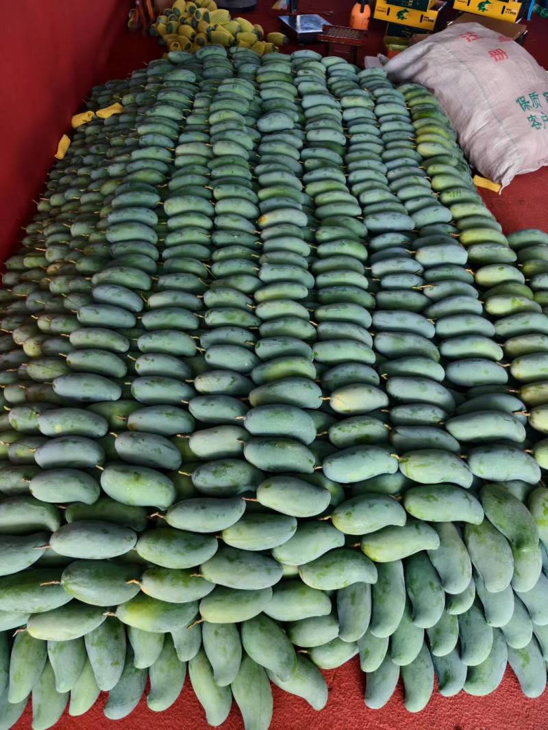 有金煌芒，台农芒，桂七芒