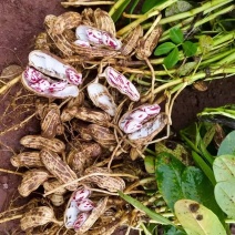 云南七彩花生精品量大花生彩色花生