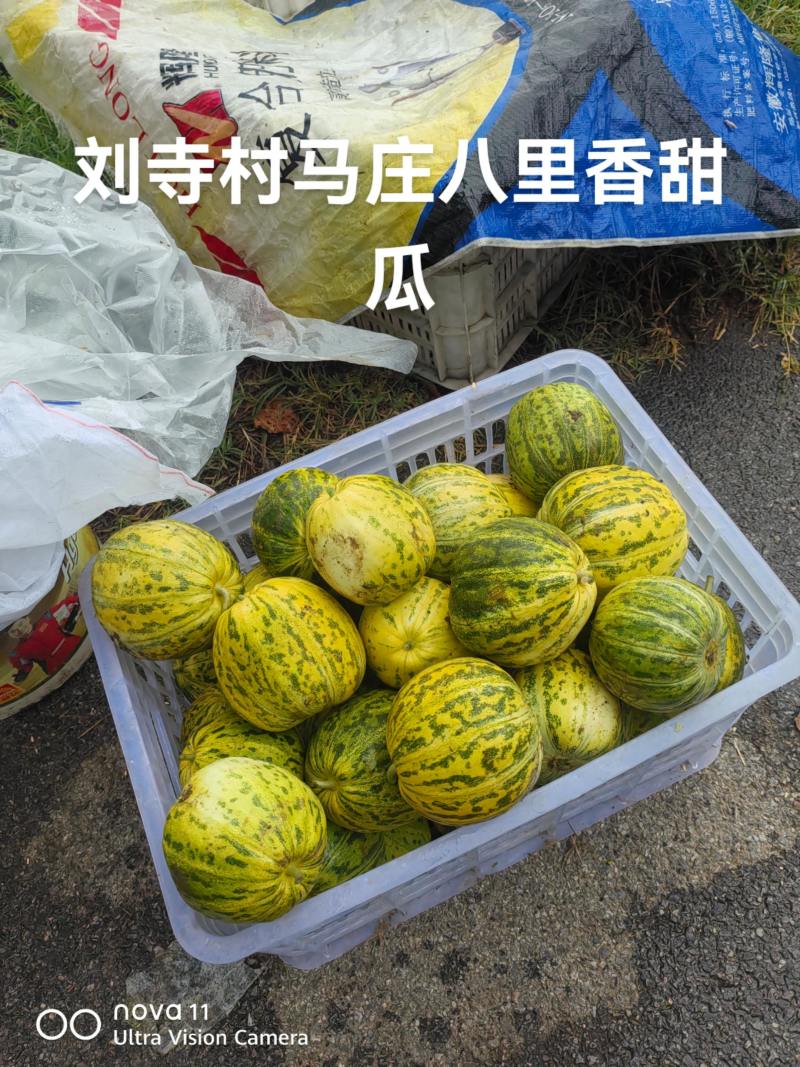 八里香甜瓜