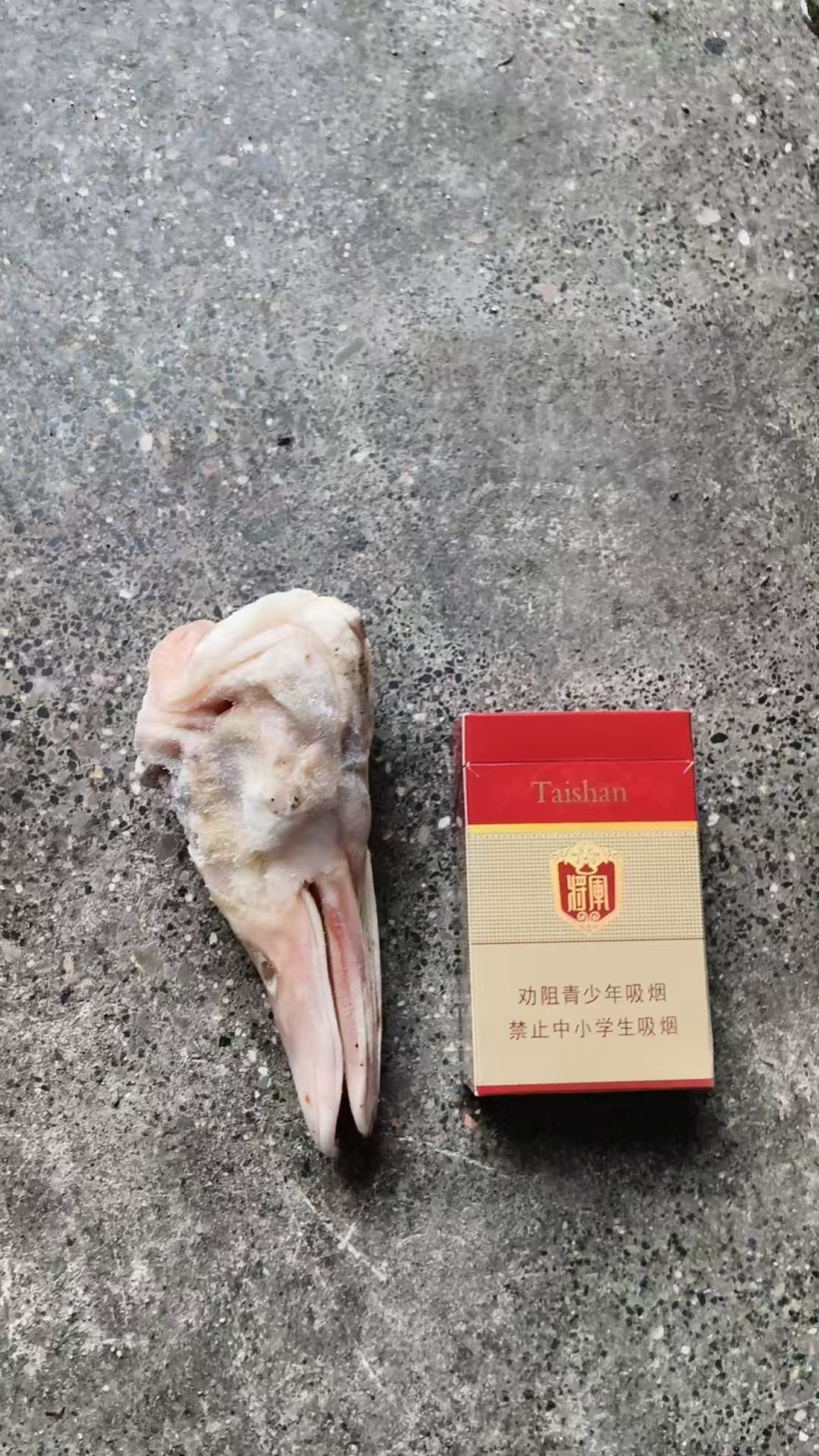 大板鸭头长期有货