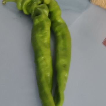 缧丝椒，牛椒，圆椒