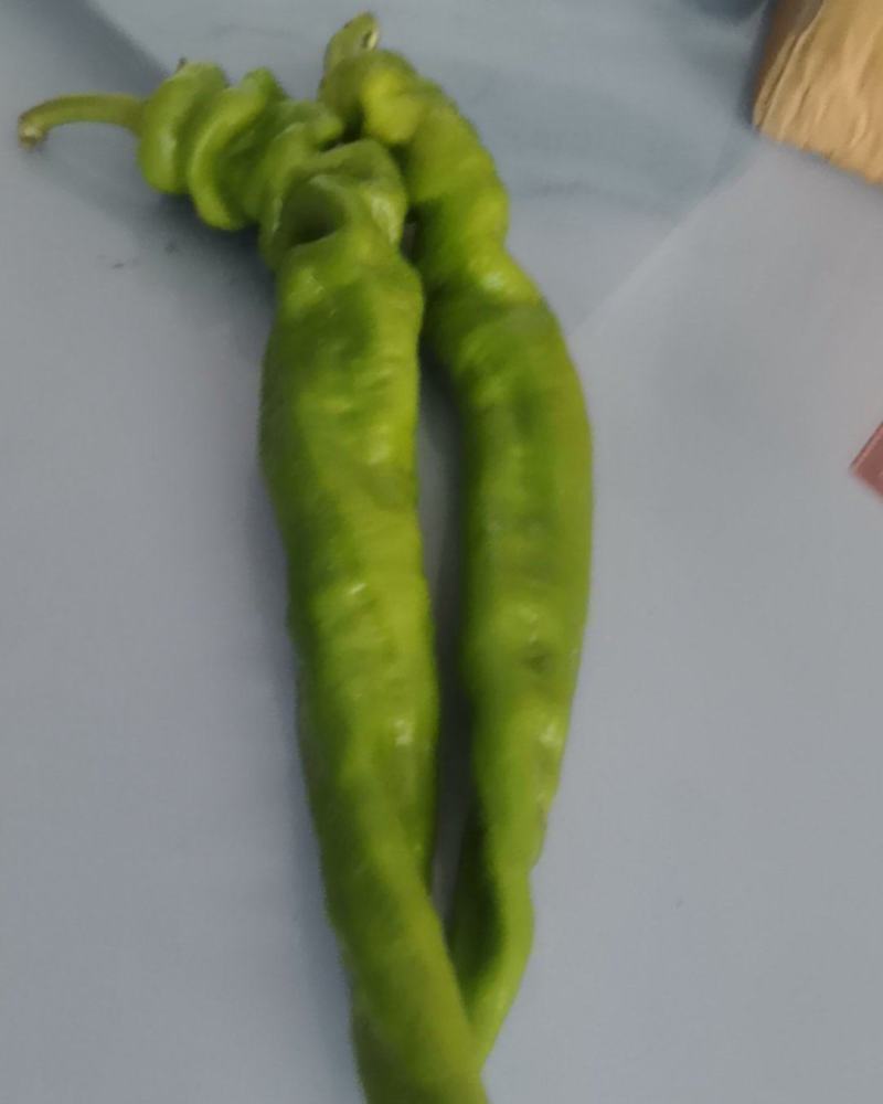 缧丝椒，牛椒，圆椒