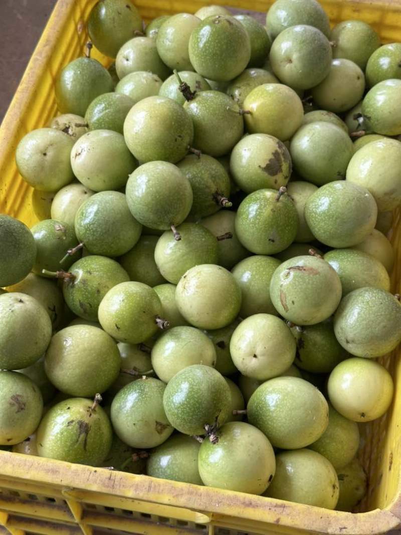黄金百香果
