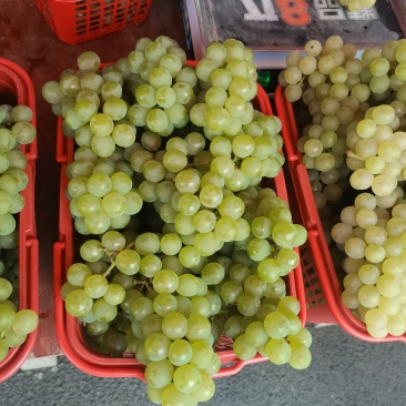 贵州水晶葡萄