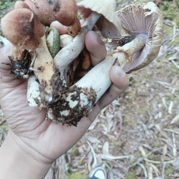 大凉山杂菌