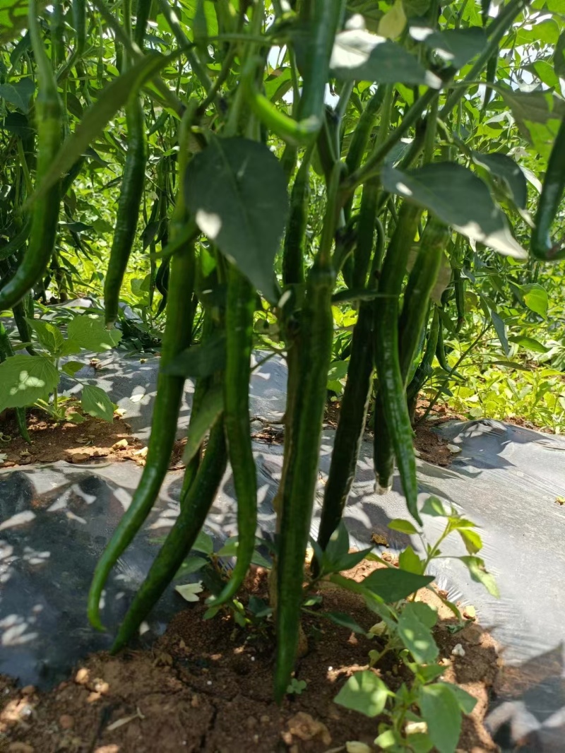 三号线椒