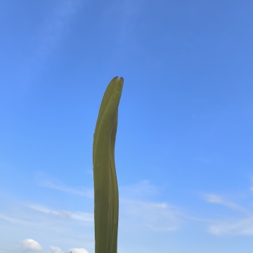 黄花菜