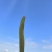 黄花菜
