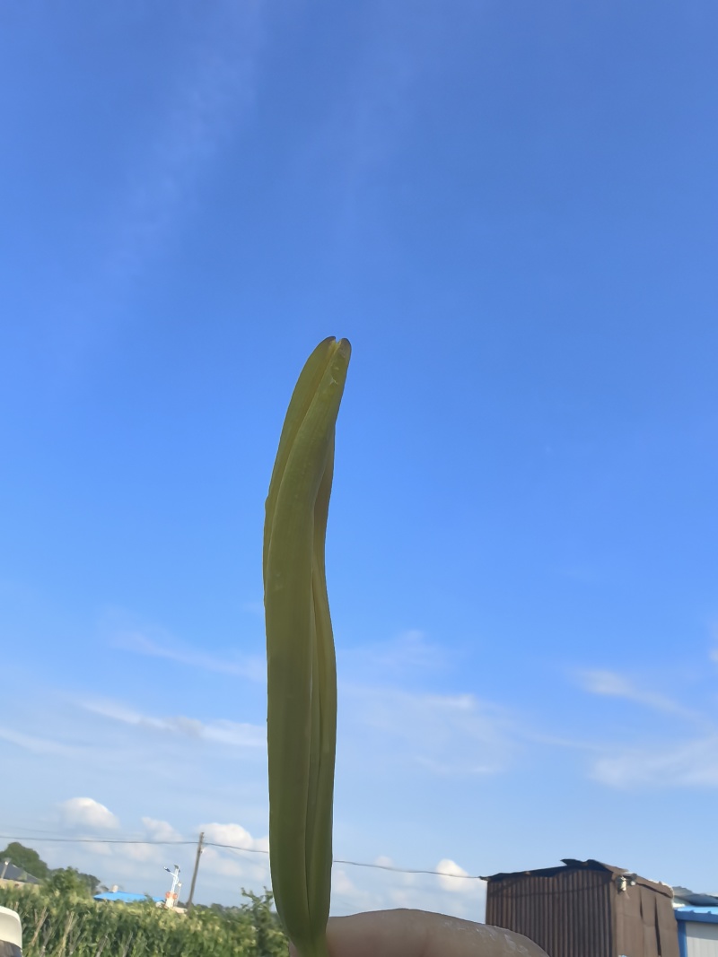 黄花菜