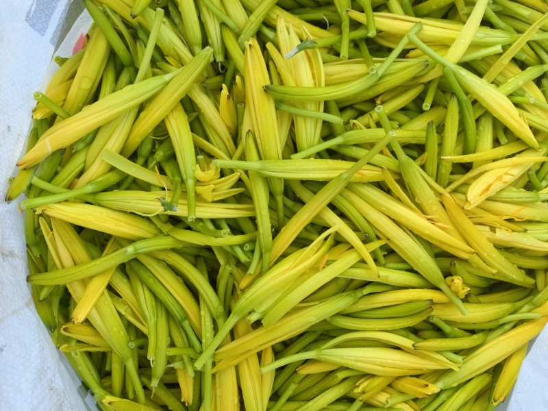 黄花菜