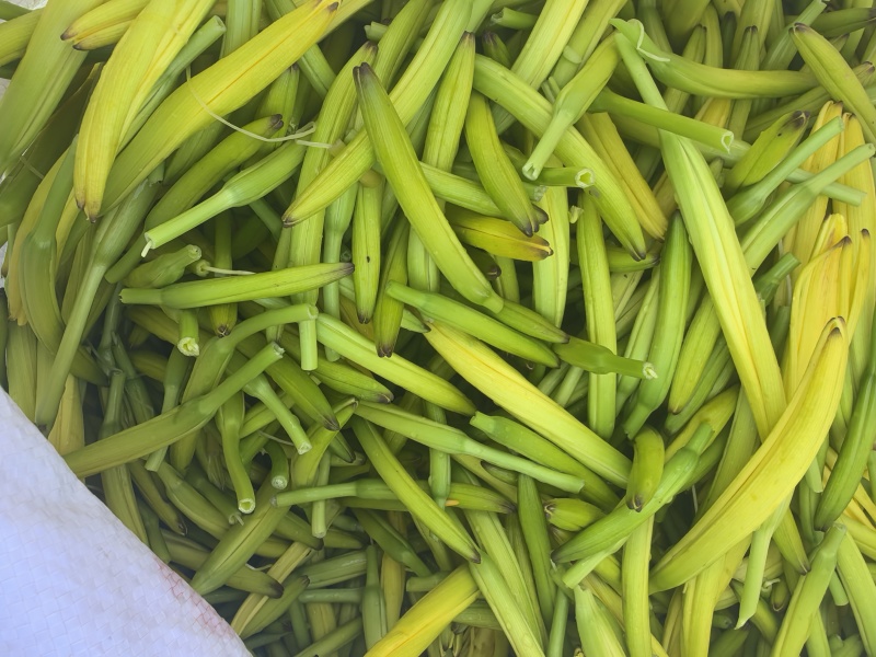 黄花菜
