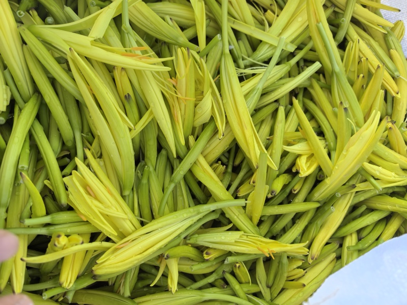 黄花菜
