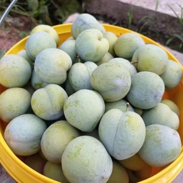 重庆奉节毛坪脆李