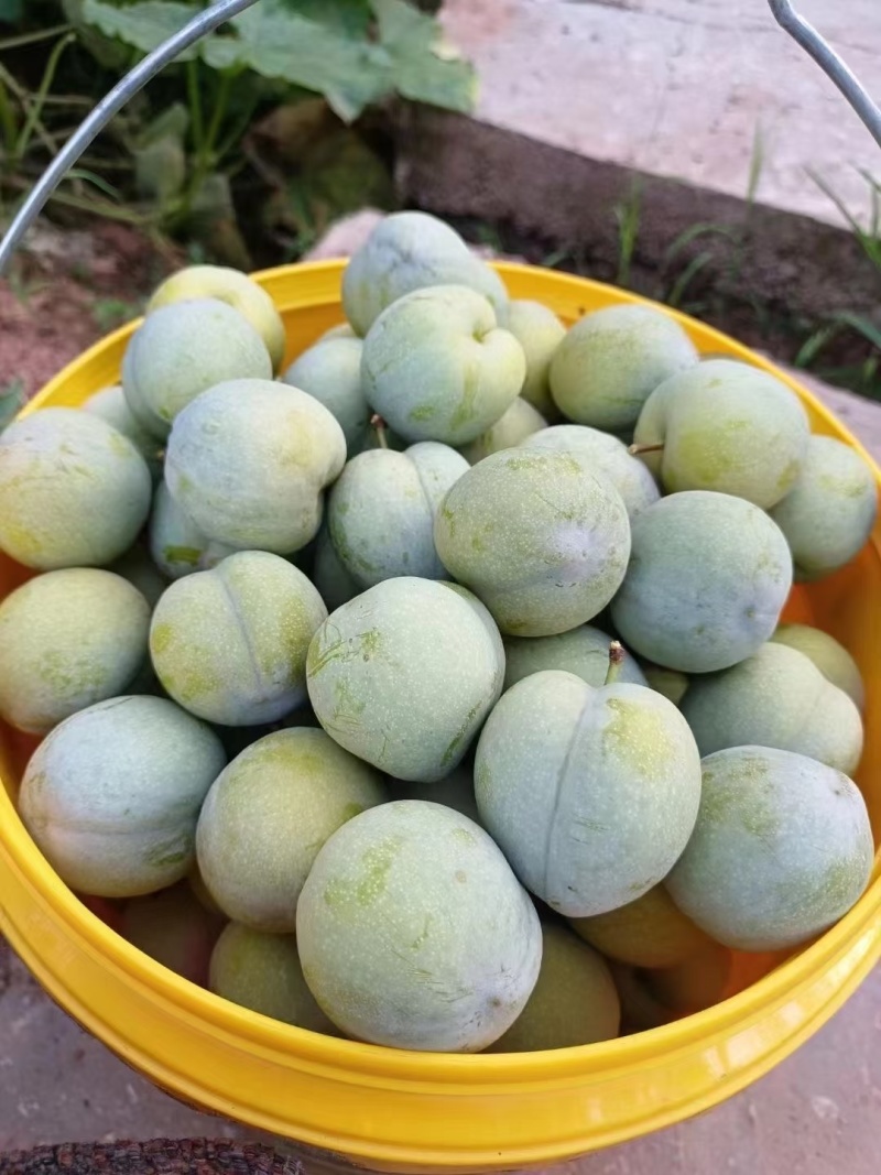重庆奉节毛坪脆李