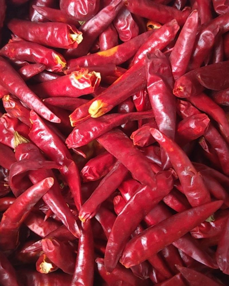 干红辣椒，天鹰椒