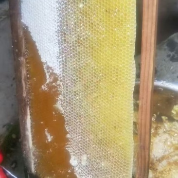 阿坝药花蜂蜜