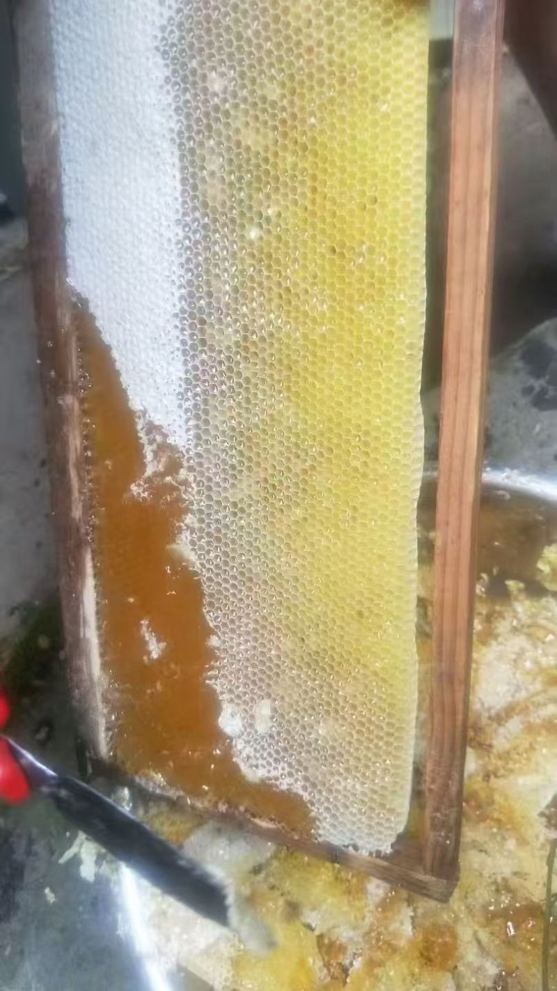 阿坝药花蜂蜜