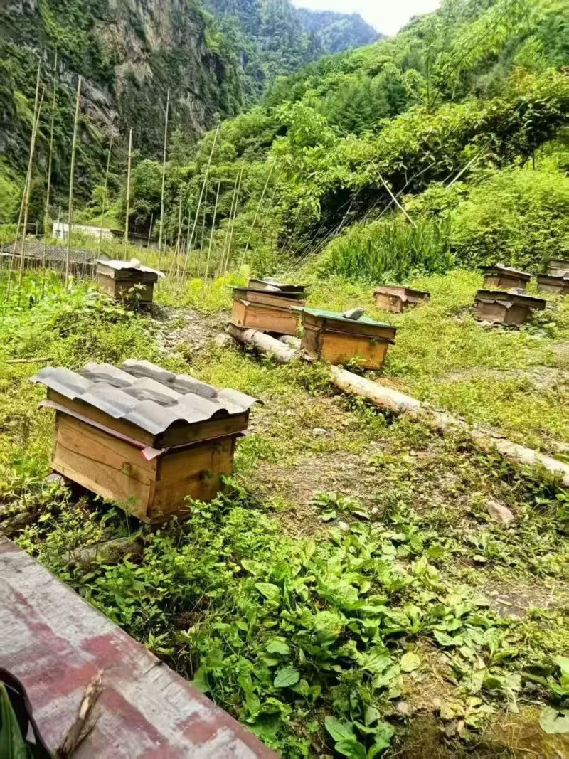 阿坝药花蜂蜜