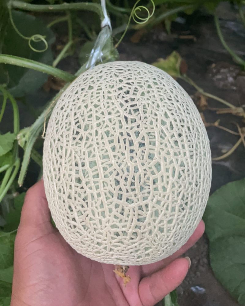 网文瓜，牛三，玫珑